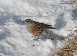 Accenteur alpin - Alpine Accentor ()