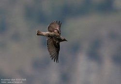 Accenteur alpin - Alpine Accentor ()