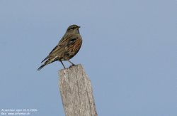 Accenteur alpin - Alpine Accentor ()