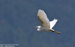 Aigrette garzette - Little Egret ()
