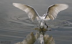 Aigrette garzette - Little Egret ()