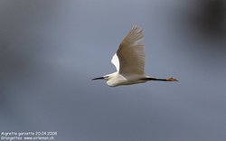 Aigrette garzette - Little Egret ()