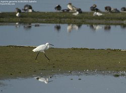 Aigrette garzette - Little Egret ()