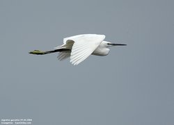 Aigrette garzette - Little Egret ()