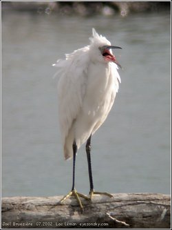 Aigrette garzette - Little Egret ()
