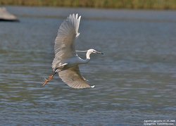 Aigrette garzette - Little Egret ()