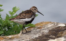 Bécasseau variable - Dunlin ()