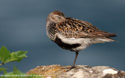 Bécasseau variable - Dunlin ()