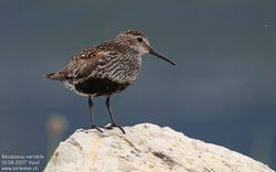 Bécasseau variable - Dunlin ()