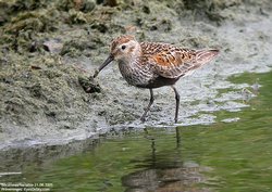 Bécasseau variable - Dunlin ()