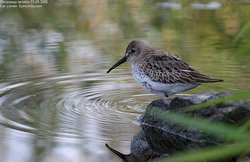 Bécasseau variable - Dunlin ()