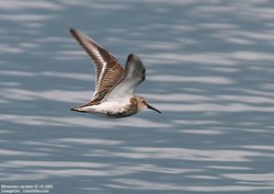 Bécasseau variable - Dunlin ()
