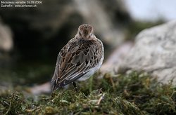 Bécasseau variable - Dunlin ()
