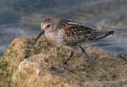 Bécasseau variable - Dunlin ()