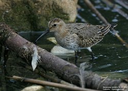 Bécasseau variable - Dunlin ()