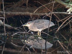 Bihoreau gris - Black-crowned Night-Heron ()