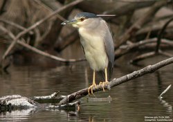 Bihoreau gris - Black-crowned Night-Heron ()