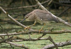 Bihoreau gris - Black-crowned Night-Heron ()