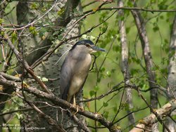 Bihoreau gris - Black-crowned Night-Heron ()