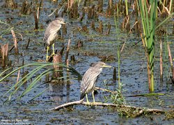 Bihoreau gris - Black-crowned Night-Heron ()