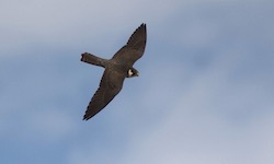 Faucon hobereau - Eurasian Hobby (Canon EOS 30D 1/8000 F4 iso400 300mm)