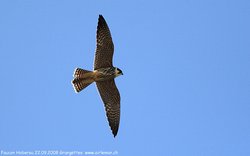 Faucon hobereau - Eurasian Hobby ()