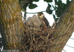 Faucon hobereau - Eurasian Hobby ()