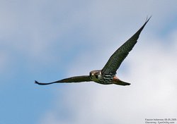 Faucon hobereau - Eurasian Hobby ()