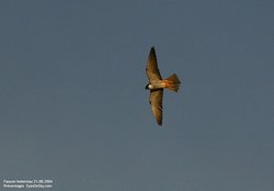 Faucon hobereau - Eurasian Hobby ()