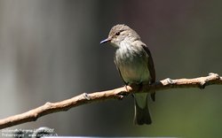 Gobemouche gris - Spotted Flycatcher