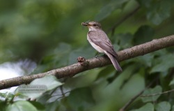 Gobemouche gris - Spotted Flycatcher