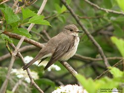 Gobemouche gris - Spotted Flycatcher