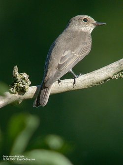 Gobemouche gris - Spotted Flycatcher