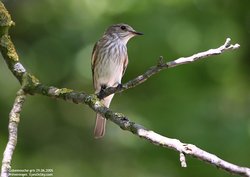 Gobemouche gris - Spotted Flycatcher