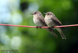 Gobemouche gris - Spotted Flycatcher