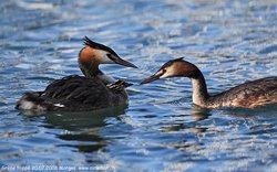 Grèbe huppé - Great Crested Grebe ()
