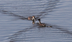 Grèbe huppé - Great Crested Grebe (Canon EOS 20D 1/1250 F9 iso400 400mm)