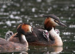 Grèbe huppé - Great Crested Grebe ()