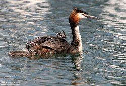 Grèbe huppé - Great Crested Grebe ()