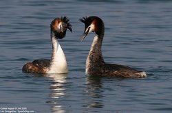 Grèbe huppé - Great Crested Grebe ()