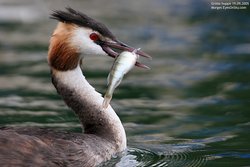 Grèbe huppé - Great Crested Grebe ()