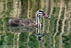 Grèbe huppé - Great Crested Grebe ()