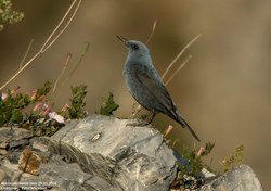 Monticole/Merle bleu - Blue Rock-Thrush ()