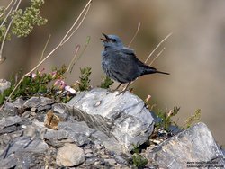 Monticole/Merle bleu - Blue Rock-Thrush ()