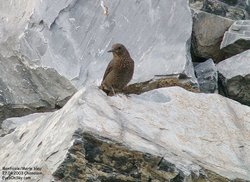Monticole/Merle bleu - Blue Rock-Thrush ()