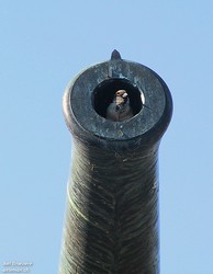 Moineau domestique - House Sparrow ()