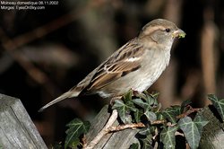 Moineau domestique - House Sparrow ()