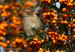 Moineau domestique - House Sparrow ()