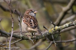 Moineau domestique - House Sparrow ()