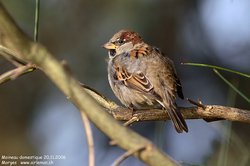 Moineau domestique - House Sparrow ()